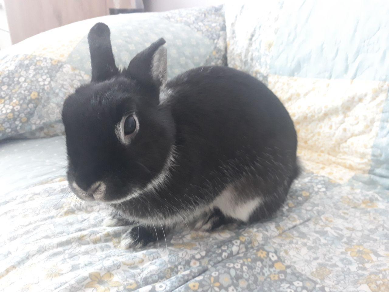 Môže ma zajko učiť o Bohu?