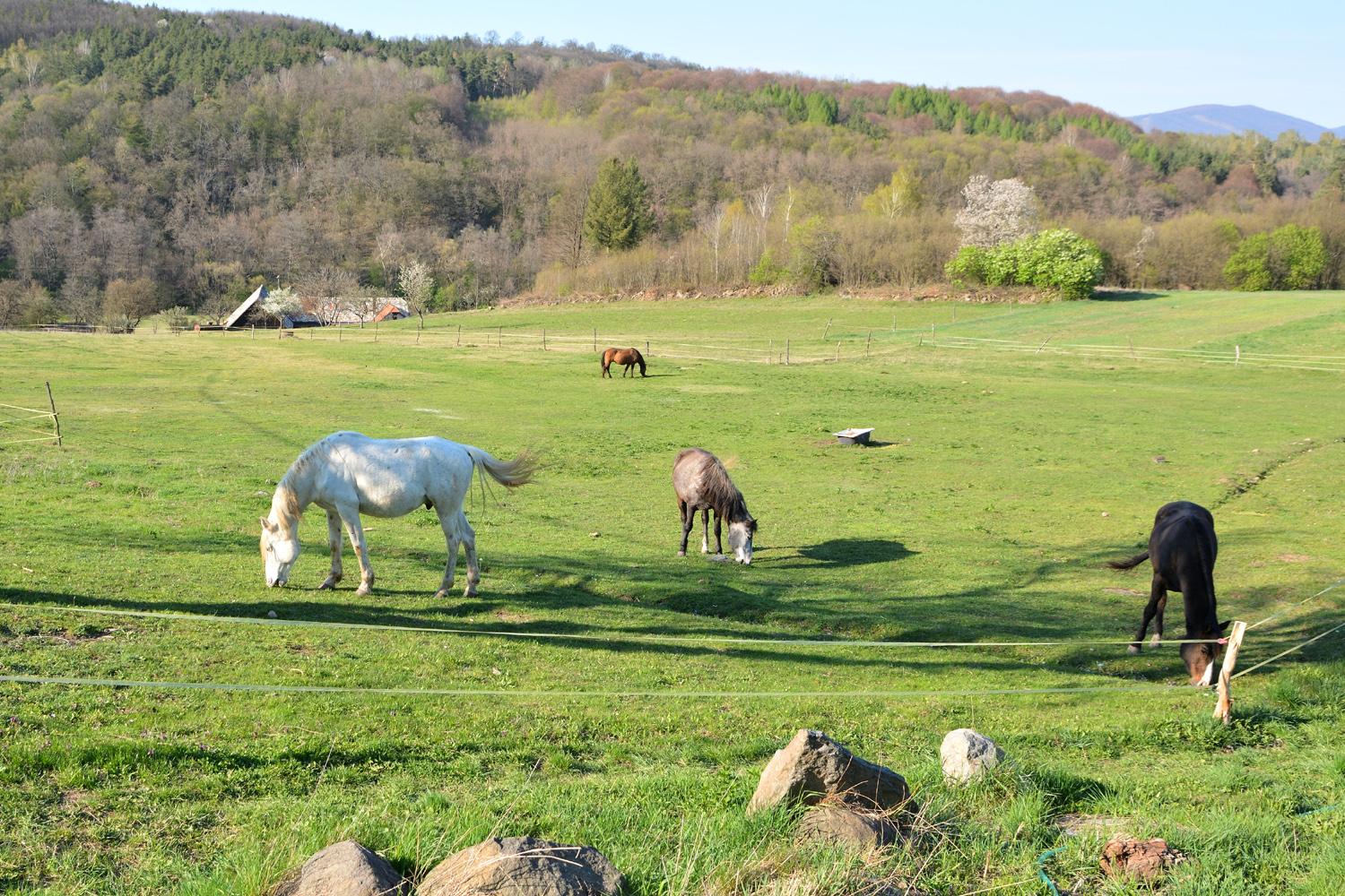 Komunita Poloma: Závislí potrebujú Božie milosrdenstvo