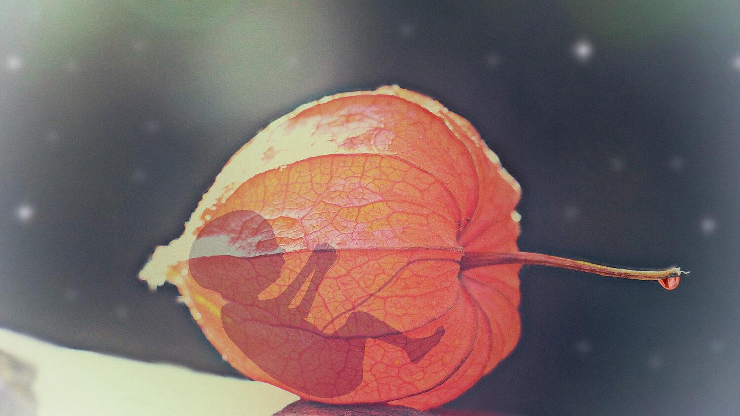 Chceš zachrániť nenarodené dieťa? Duchovne si ho adoptuj