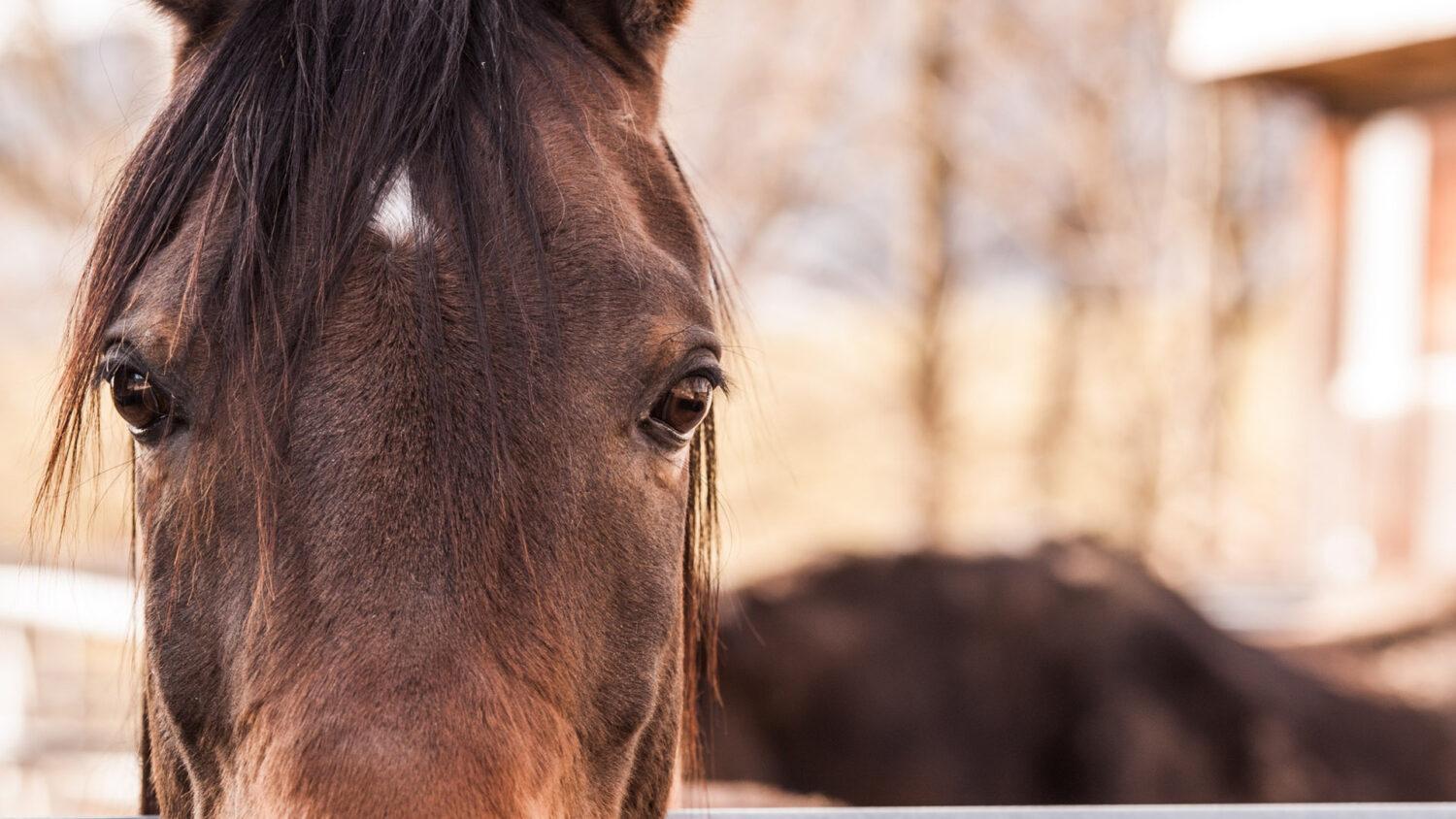 Miloš (40): Kôň je bytosť bez predsudkov
