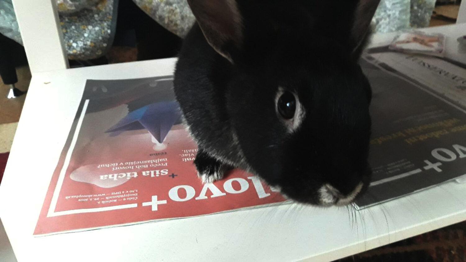 Môže ma zajko učiť o Bohu?