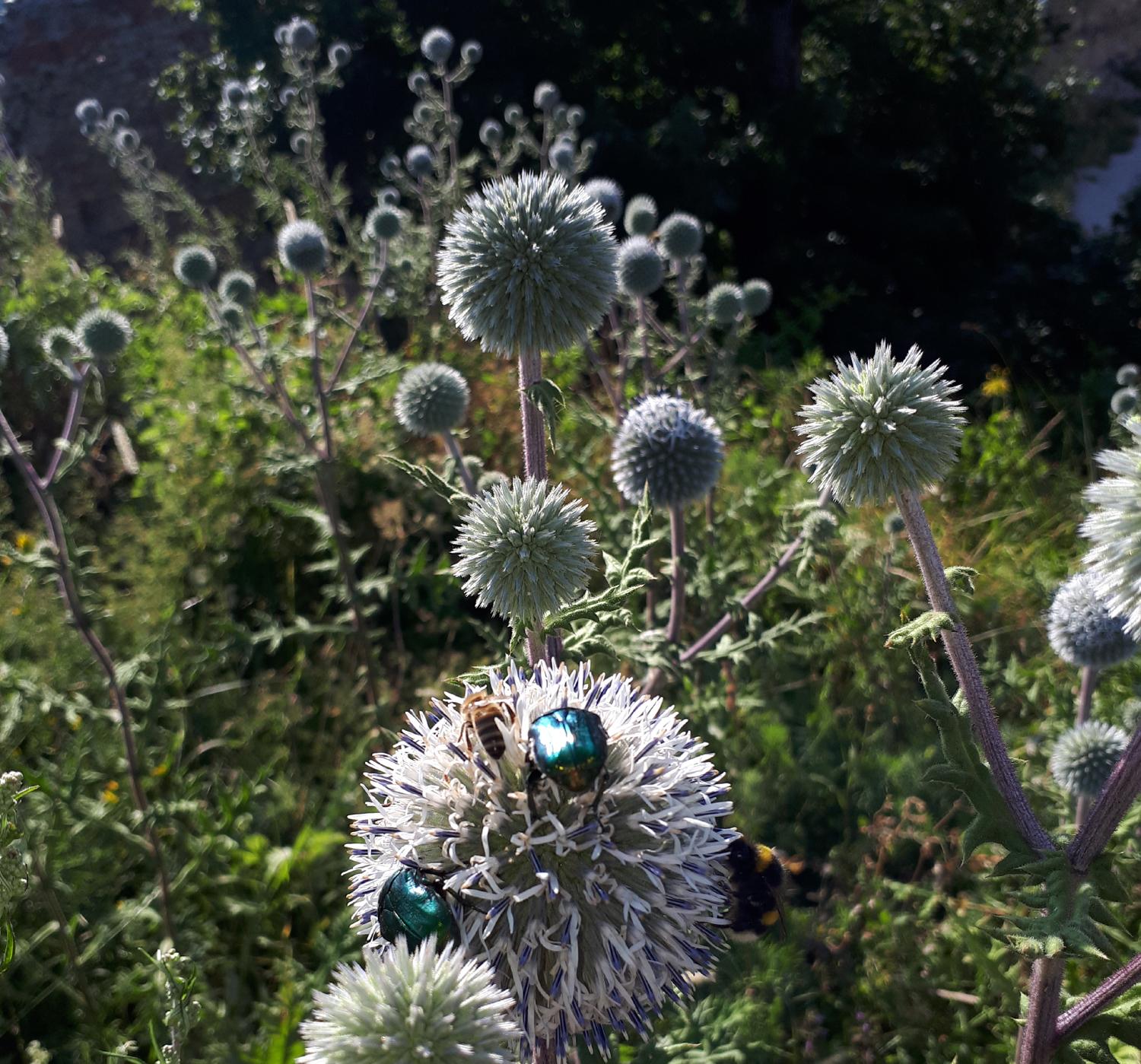 S Jakubom na Svätojakubskej ceste – 5. deň