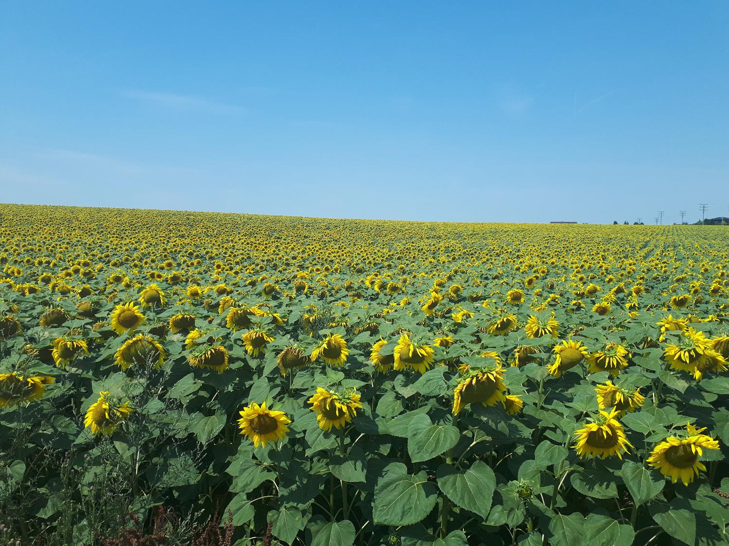 S Jakubom na Svätojakubskej ceste – 7. deň