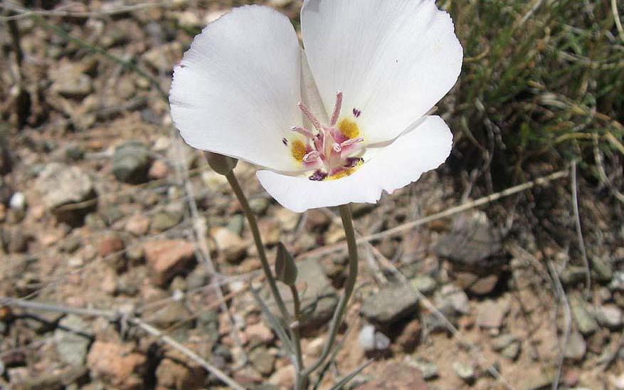 Päť Ježišových slabostí, ktoré robia jeho lásku dokonalou