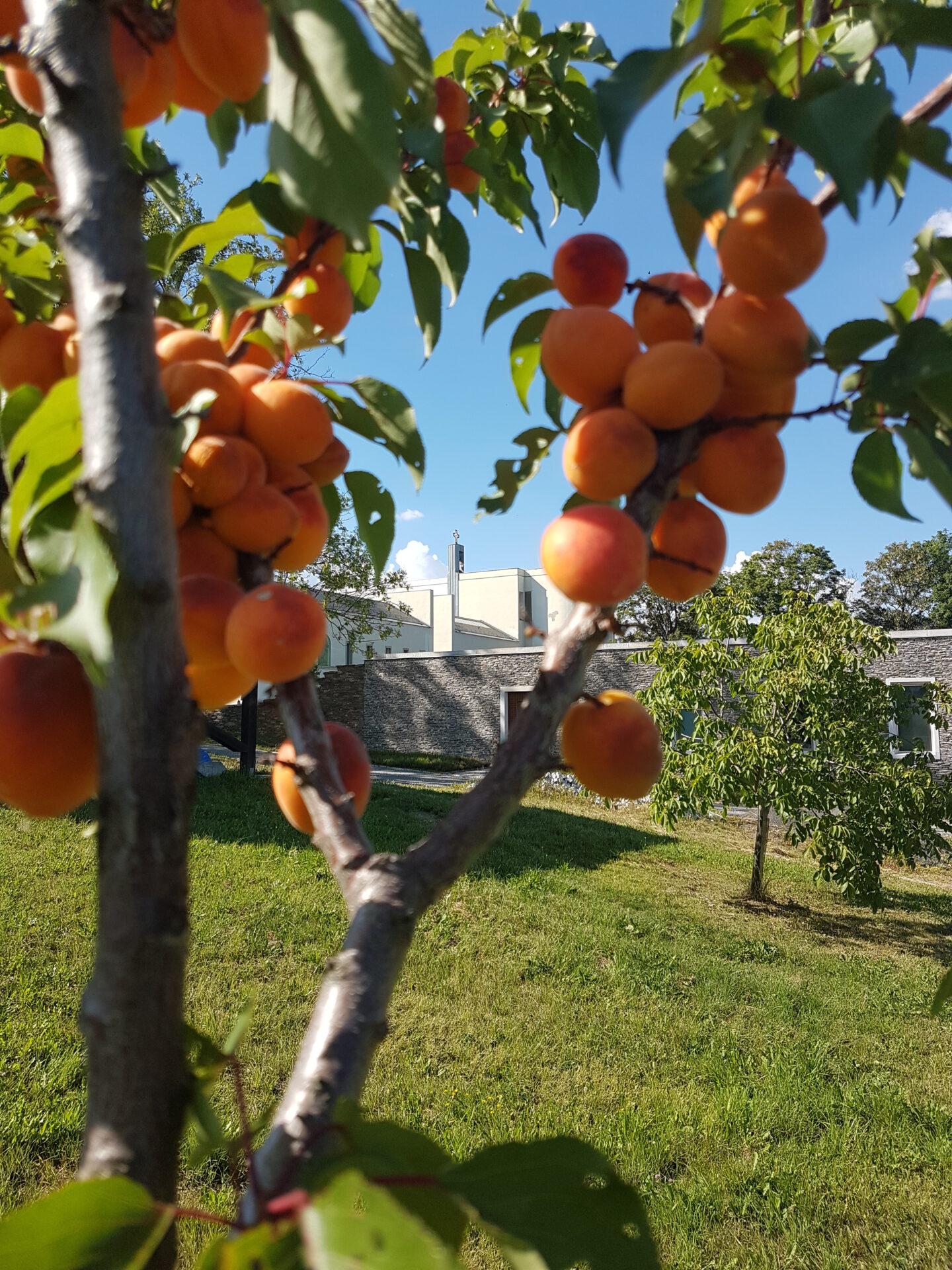 Trapista z Nového Dvůra: V tichu sa človek konfrontuje so sebou samým
